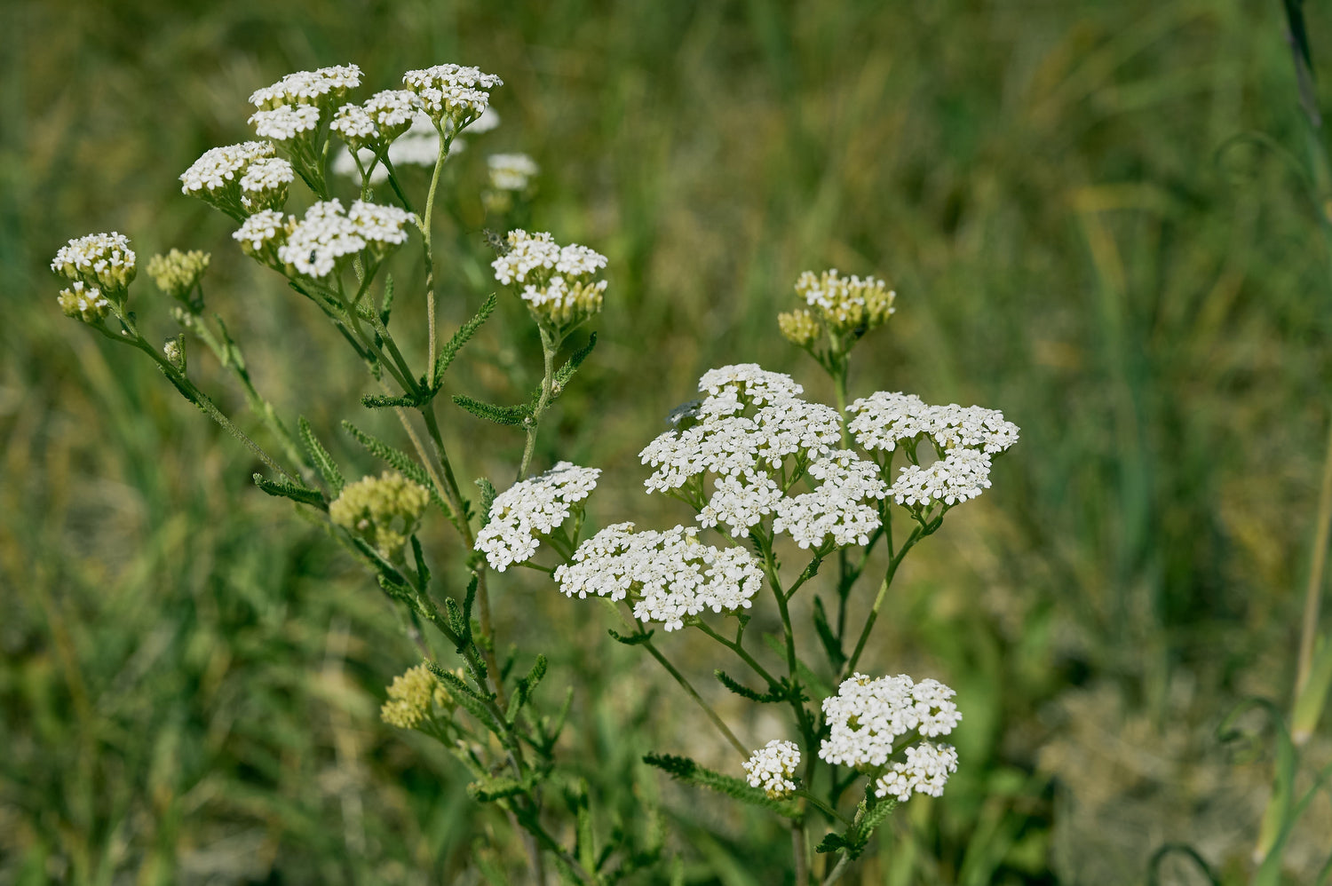 Achillea