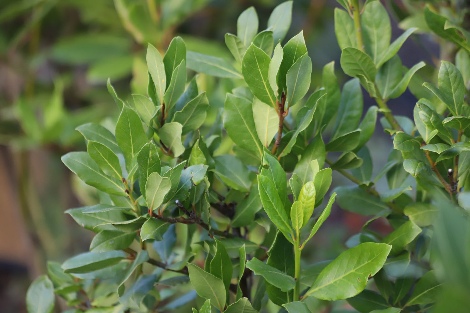 Olio Essenziale di Alloro