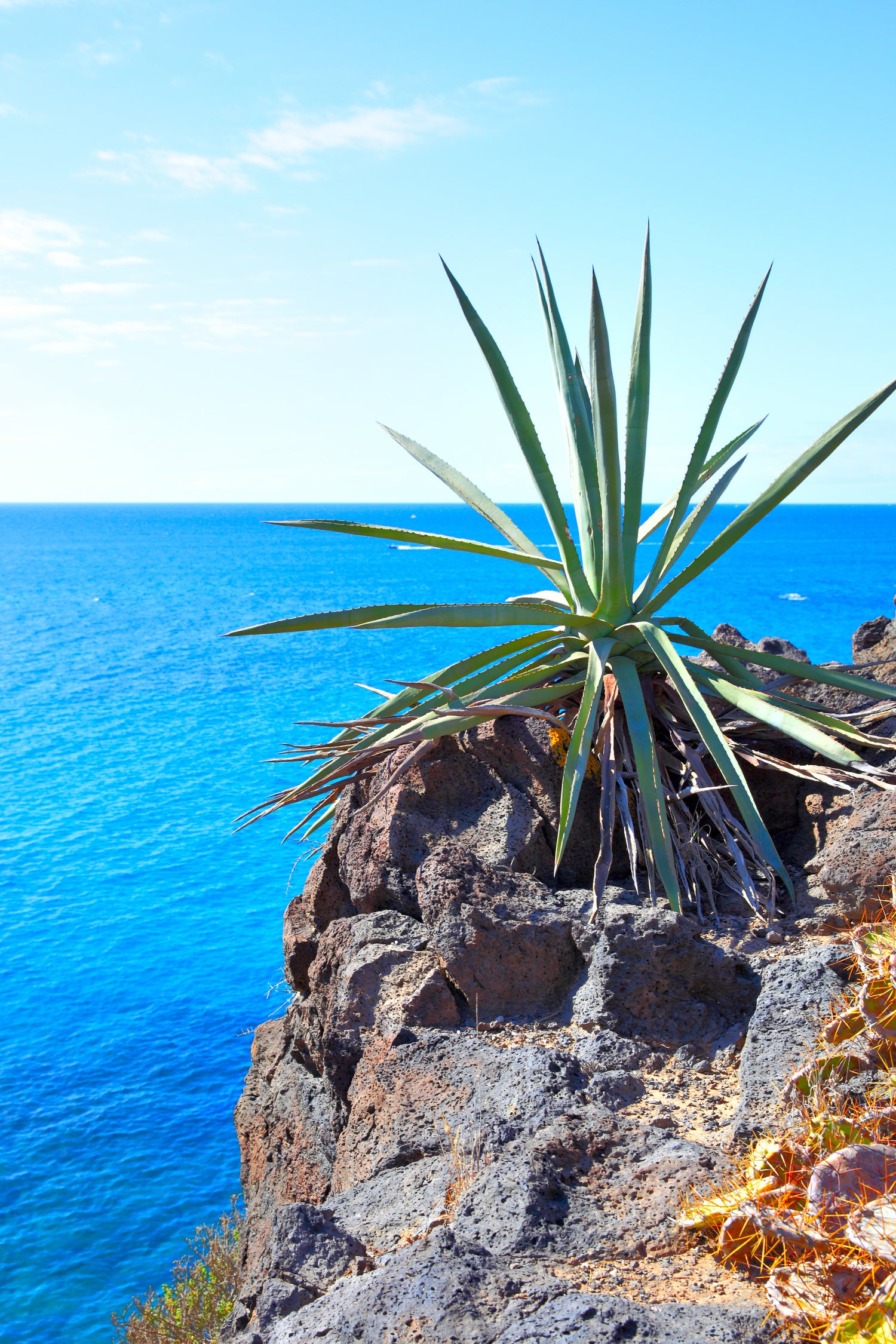 Aloe Vera