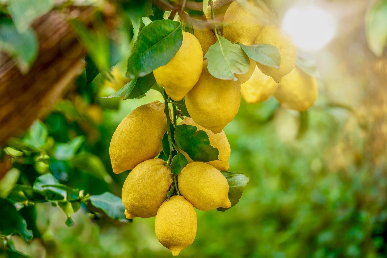 Olio Essenziale di Limone