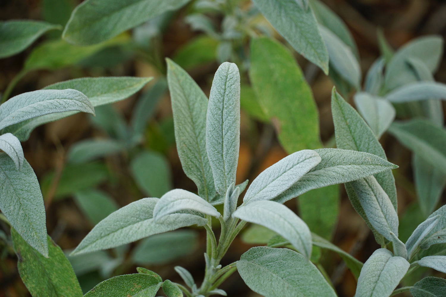 Olio Essenziale di Salvia